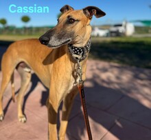 CASSIAN, Hund, Galgo Español in Spanien