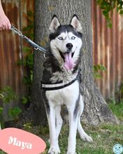 MAYA, Hund, Siberian Husky in Ungarn