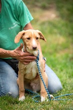ELDEN, Hund, Mischlingshund in Ungarn