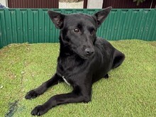 POLINA, Hund, Mischlingshund in Rumänien