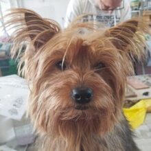 PERLA, Hund, Yorkshire Terrier in Spanien