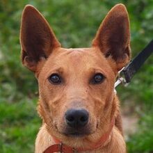 POLLOCK, Hund, Podenco in Spanien