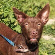 TIFFANY, Hund, Podenco in Spanien
