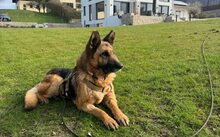 ASTRA, Hund, Deutscher Schäferhund-Mix in Steinhöring