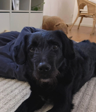 TARTUFO, Hund, Herdenschutzhund-Mischling in München