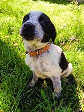 SNOOPY, Hund, Mischling in Bosnien und Herzegowina