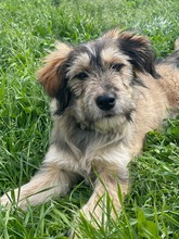 VERONICA, Hund, Mischlingshund in Italien