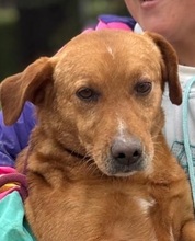 VITTORIO, Hund, Dackel Mischling in Italien