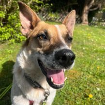 MALIBU, Hund, Mischlingshund in Bochum