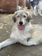 FREYA, Hund, Mischlingshund in Rumänien