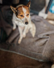 PEACH, Hund, Mischlingshund in Rumänien