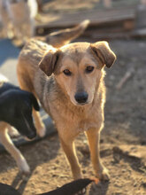 SAMIRA, Hund, Mischlingshund in Rumänien
