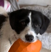 DONNA, Hund, Mischlingshund in Korbach