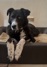 FIA, Hund, Mischlingshund in Lorsch