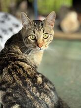 AKIM, Katze, Europäisch Kurzhaar in Riedenburg