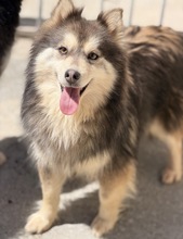 OLIVIA, Hund, pomsky in Spanien