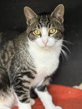 TAIO, Katze, Europäisch Kurzhaar in Garbsen