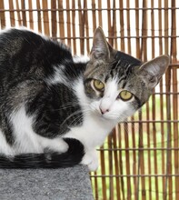YODA, Katze, Europäisch Kurzhaar in Riedenburg