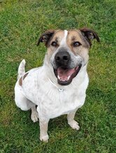 BILLY, Hund, Mischlingshund in Italien