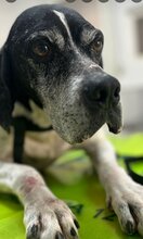 BUCK, Hund, Mischlingshund in Italien