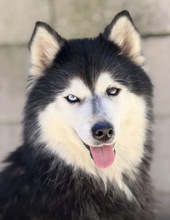 REBECCA, Hund, Pomsky in Spanien