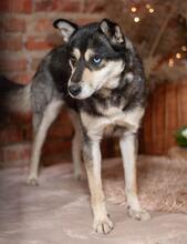 GOLDY, Hund, Siberian Husky in Ukraine