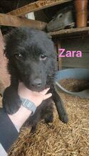 ZARA, Hund, Mudi-Mix in Rumänien