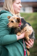 PALMA, Hund, Yorkshire Terrier-Mix in Ungarn