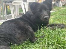 NELLIE, Hund, Mischlingshund in Ludwigshafen