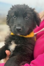 MOMO, Hund, Mischlingshund in München