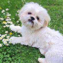 OLAF, Hund, Shih Tzu in Roth