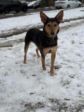 KERRY, Hund, Mischlingshund in Russische Föderation