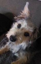 SISSYPITTY, Hund, Terrier-Mix in Garbsen