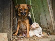 LITTLE BIT, Hund, Mischlingshund in Mannheim