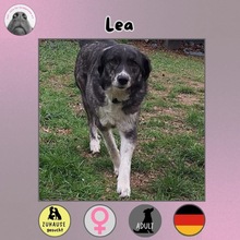 LEA / LEEA, Hund, Mischlingshund in Langenfeld