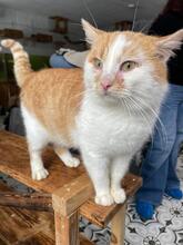 PUSIK, Katze, Europäisch Kurzhaar in Ukraine