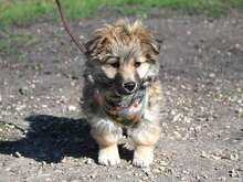 KLING, Hund, Mischlingshund in Ungarn