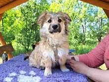 KLING, Hund, Tibet Terrier-Mix in Ungarn
