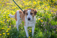 MOGLI, Hund, Mischlingshund in Kroatien