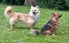 DAISY, Hund, Mischlingshund in Hamburg