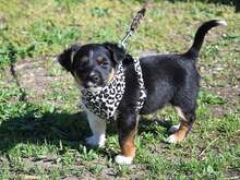 UWE, Hund, Pinscher-Mix in Ungarn