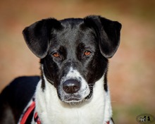 DAKOTA, Hund, Mischlingshund in Russische Föderation