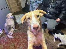 ALIK, Hund, Mischlingshund in Russische Föderation