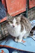 LOTTI, Katze, Hauskatze in Kroatien