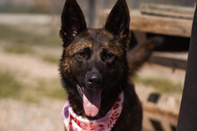 CISKA, Hund, Belgischer Schäferhund-Mix in Kroatien
