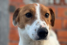 COCO, Hund, Jack Russell Terrier in Kroatien
