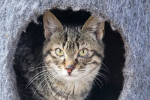EMMA, Katze, Hauskatze in Kroatien