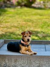 NARA, Hund, Foxterrier-Mix in Vlotho