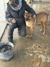 FELIX, Hund, Mischlingshund in Rumänien