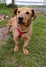 GEO, Hund, Mischlingshund in Stutensee